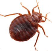 bed bug removal cobourg