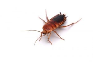 cockroach pest control cobourg