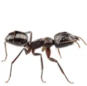 ant control cobourg