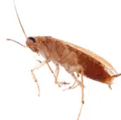 cockroach control cobourg