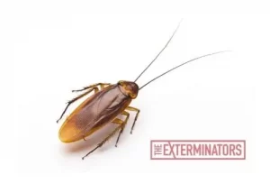 cockroach exterminator cobourg