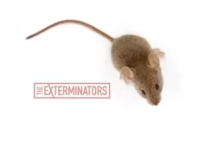 mice exterminator cobourg