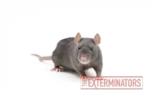 rat exterminator cobourg