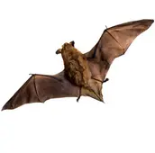 bat removal cobourg