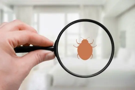 bed bug inspection cobourg