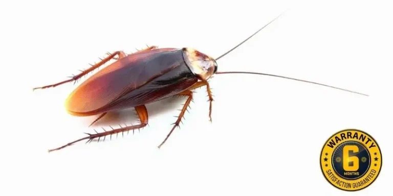 cockroach control cobourg