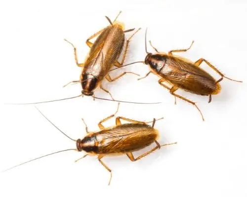 cockroach infestation cobourg