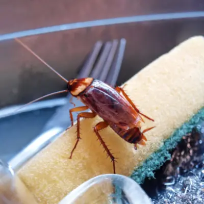 cockroach treatment cobourg