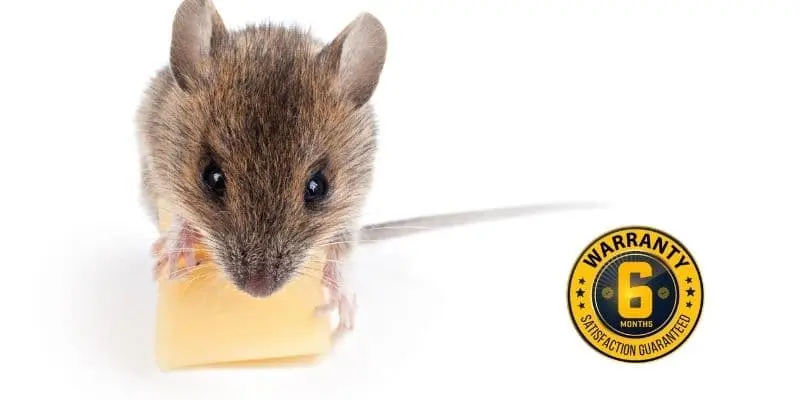 mice exterminator cobourg