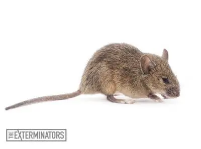 mice infestation cobourg
