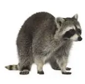 raccoon removal cobourg