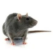 rat control cobourg