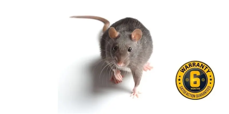 rat exterminator cobourg