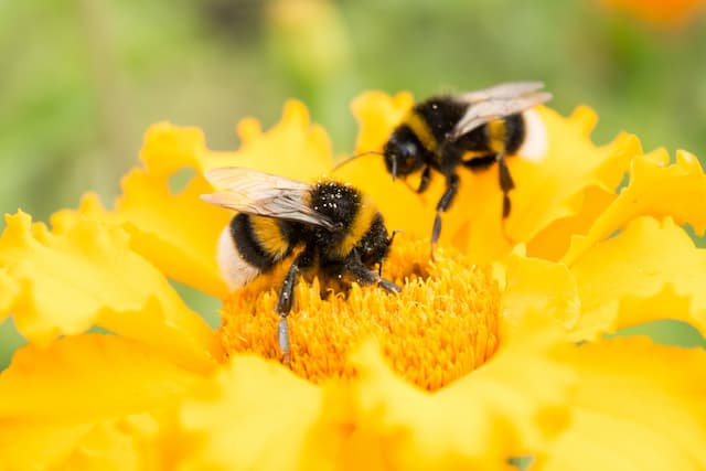 Balancing Wasps and Pest Control in Your Garden