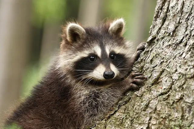 Behind the Mask Understanding Raccoon Behavior in Urban Areas