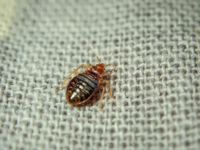 Essential Steps for Bed Bug Prevention