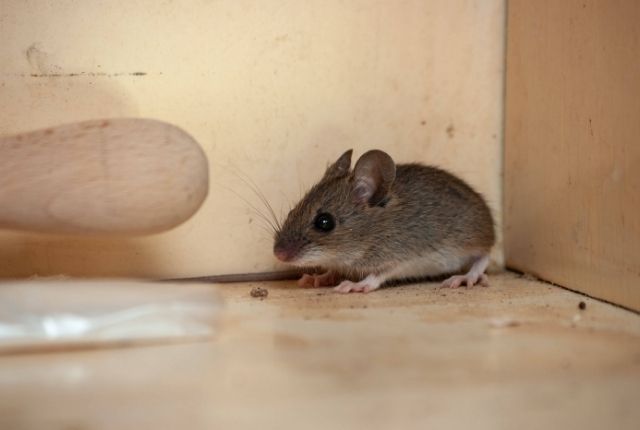 Inside Mind of Mouse Understanding House Mouse Behavior