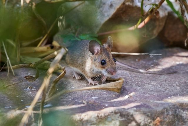 Mouse Proofing 101 Essential Tips to Keep Homes Mouse Free