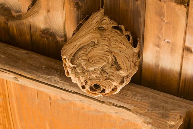 Preventing Wasp Nests in Your Home
