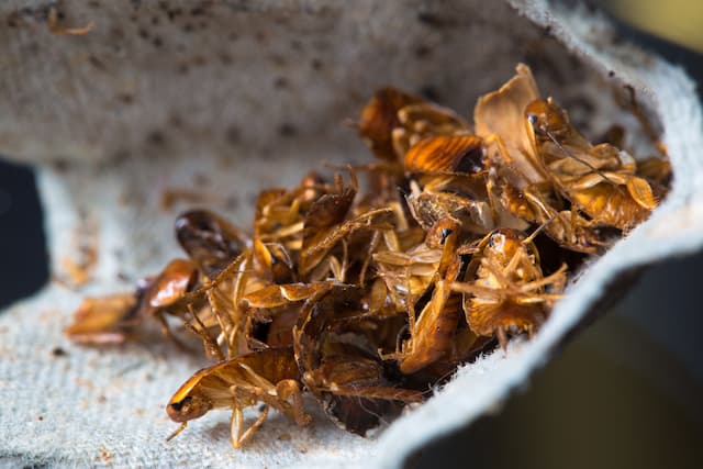 Sealing Entry Points Protecting Your Home from Cockroach Invasions