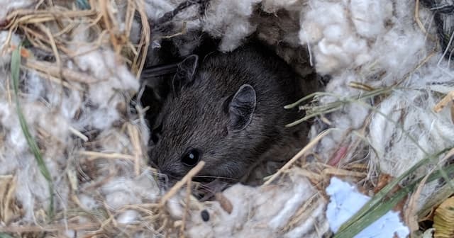 Sneaky Invaders Unraveling House Mouse Secrets