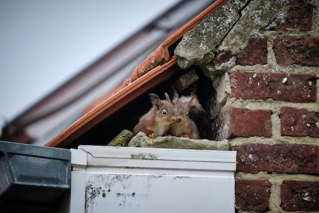 Squirrel Squatters A Homeowner's Guide to Attic Infestations