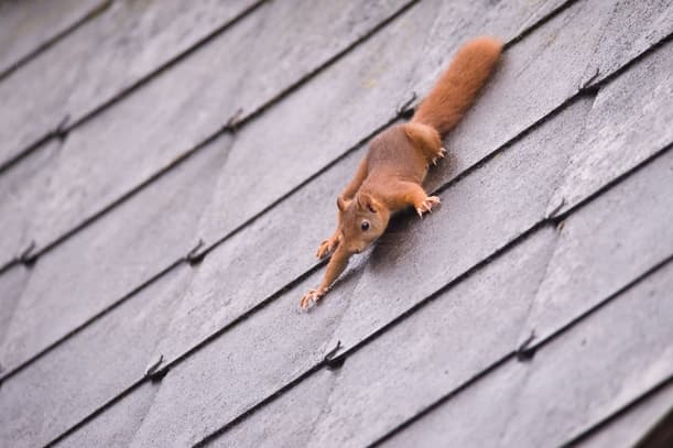 Squirrel Warfare Tips for Safely Removing Attic Intruders