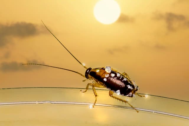 The Cockroach Lifecycle Understanding Your Enemy