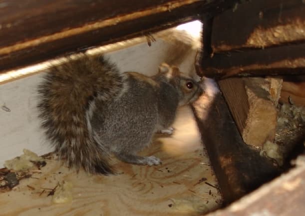 The DIY Dilemma Pros and Cons of Removing Squirrels from Your Attic