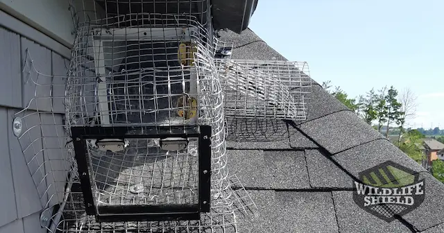The Raccoon Invasion Protecting Your Attic from Unwanted Guests