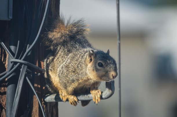 The Silent Invaders How to Identify Squirrel Infestations in Your Attic