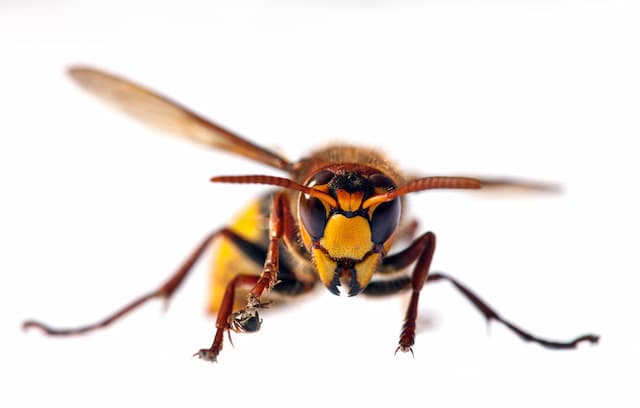 Title DIY vs. Professional Wasp Control Weighing Your Options
