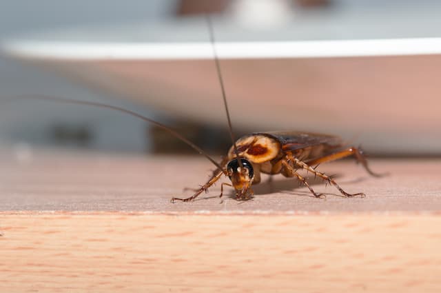 Unwelcome Guests Identifying and Eliminating Cockroach Infestations